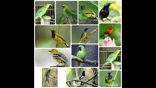 Bermacam Suara Burung