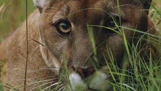 How Jogger Strangled Mountain Lion