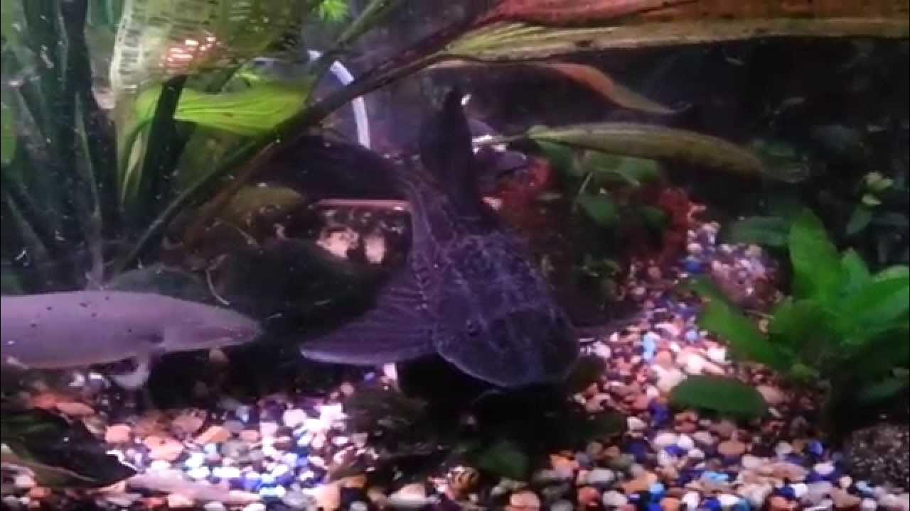 Red tail catfish, rope fish, bichir, plecostomus, and dojo loaches