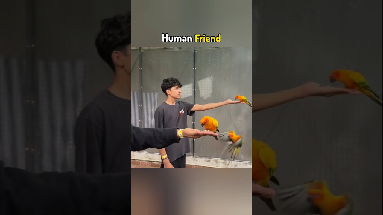 Human Freindly Birds😀 