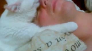 Копия видео кошка облизывает хозяина Копия видео кошка облизывает хозяина