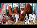The Netherlands: Floating farms and homes | Climate change special