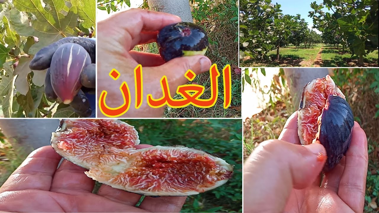 كل وتلذذ مع احسن اصناف التين  الغدان