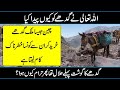 Interesting Facts About Donkey in Urdu &amp; Hindi