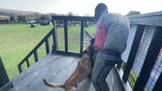 Malinois max Dual attacker role play 70m re directed bite