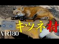 【VR180】宮城蔵王キツネ村【Zao Fox Village】