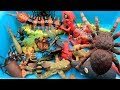 Best Insect Toys For Kids Learn Insect & Bugs Education Video! RC Spider centipede scorpion larva