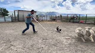 Kit, the Border Collie puppy is 18 weeks old. Encouraging her to circle “Come Bye” by BWR Stockdog Training 766 views 8 months ago 3 minutes, 40 seconds