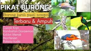 PIKAT BURUNG BANYAK DICARI || MANTENAN |RAMBATAN DORAEMON || CUCAK KOPI |POKSAY KUDA| KOLIBRI WULUNG