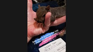 watch a #baby #squirrel #grow time laps