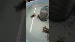 This is What a Crab Hatchery looks like