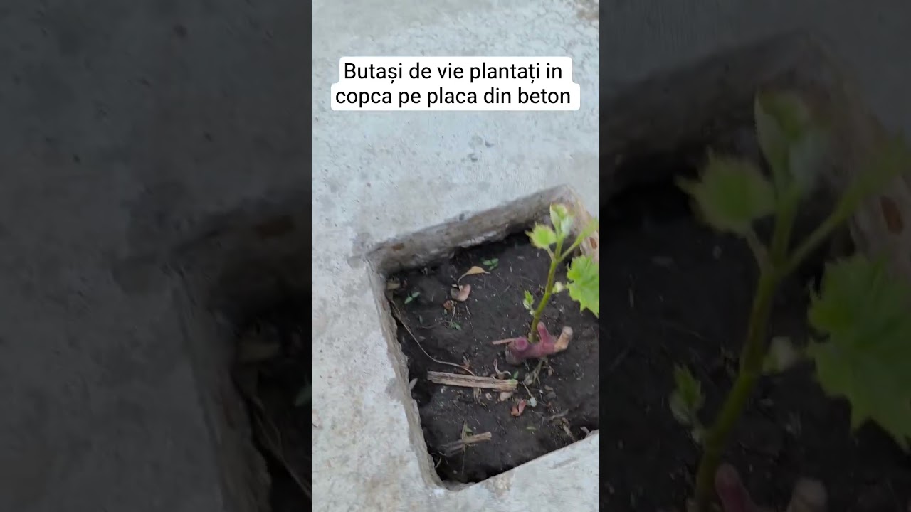 urmează să sudez grinzi cu zăbrele pentru boltă de umbrire