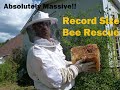 Record Size Bee Rescue