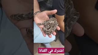 أسعار الثعابين في سوق الجمعه