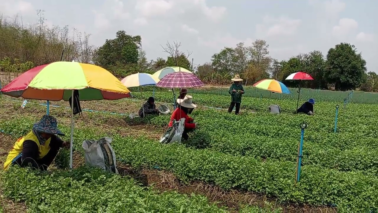 ไร่ผักชี​ พาชมการถอนผักชี​ ณไร่ล้านนา​ : ไร่นาสวนผสม​ ณ.ไร่ล้านนา​ 18 /03/2568