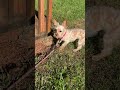Smart Dogs.They smell &amp; go after voles and lizards. #dogs #smartdogs #animals #morkies #furbabies