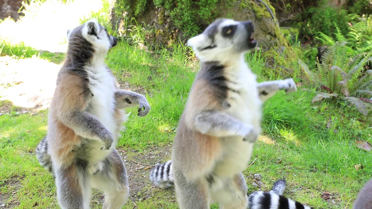 Ring-tailed Lemur: Animal Spotlight with Keeper Nikki - Ring-tailed Lemur: Animal Spotlight with Keeper Nikki
