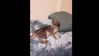 Owner Drags Her Lazy Cat Out Of Bed