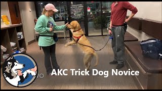 AKC Trick Dog Novice  Copper The Labrador Retriever