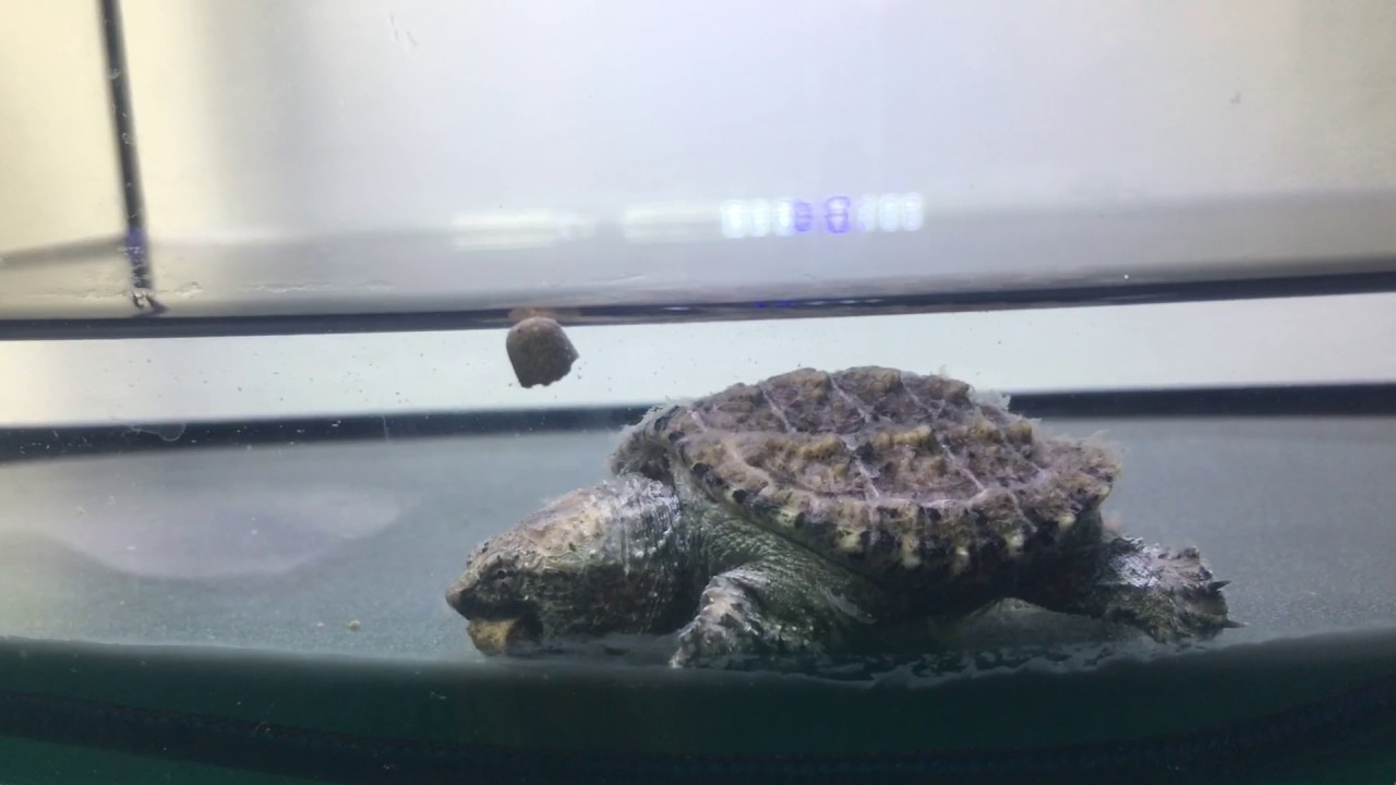 camera iphone 8 plus apk 2017/8/9 佛州擬鱷龜食飼料 common snapping turtle