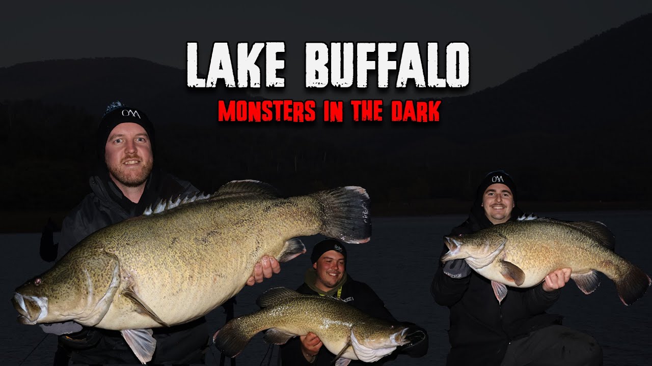lake-buffalo-murray-cod-how-big-do-they-get-youtube