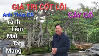 Anh THÙY HP CS THẾ NÀO LÀ CÂY CỔ ? Và GIÁ TRỊ CỐT LÕI của CÂY CỔ * Tránh TIỀN MẤT TẬT MANG * .