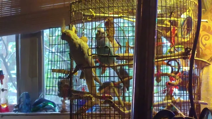 Budgie and Cockatiel making friends