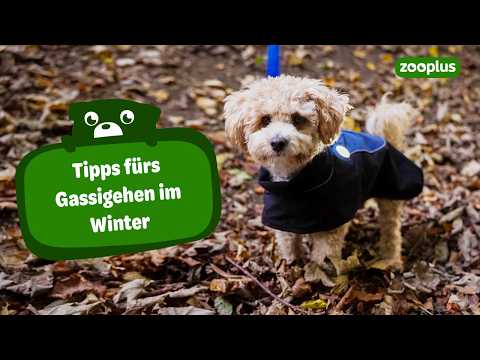 So kannst du deinen Hund im Winter beim Spaziergang schützen