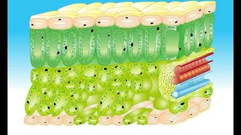 Animation 9.1 The structure of the leaf
