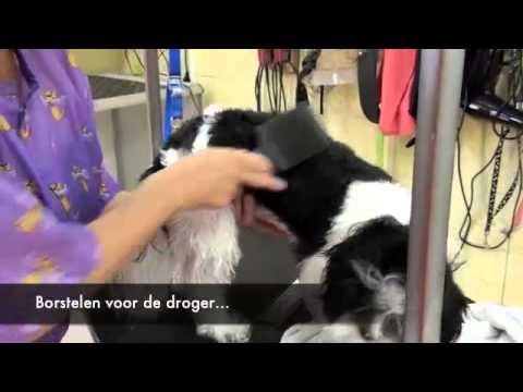 Video: Nagelknippers Vir Katte: Wat Is Daar, Waarna Om Op Te Let As U Kies, Reëls Vir Gebruik, Resensies Van Eienaars