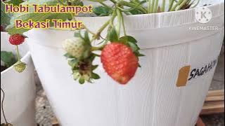 Perbandingan buah Strawberry California dan Sagahonoka di Bekasi/ Dataran Rendah. indah bangettt.