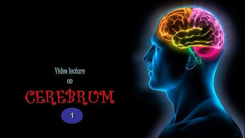 CEREBRUM (Part-1). Prof. Dr. Md. Ashfaqur Rahman