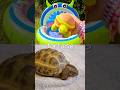 Animal Names for Kids to Learn at the Monster Pool: Rabbit Antelope Hedgehog Tortoise Tiger