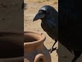 🌟प्यासा कौवा की कहानी🦅 #youtubeshorts #aivideo #viralshorts #video