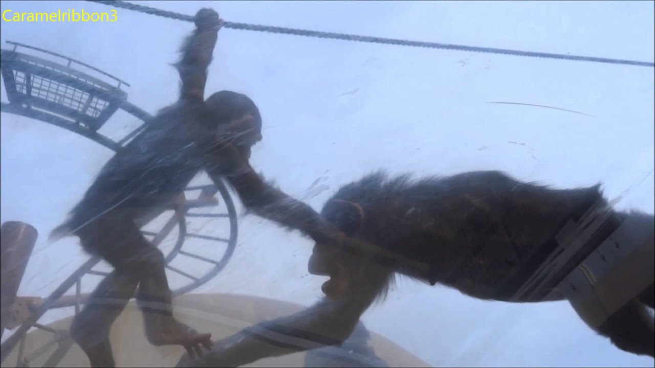 Asahiyama Zoo chimps #5