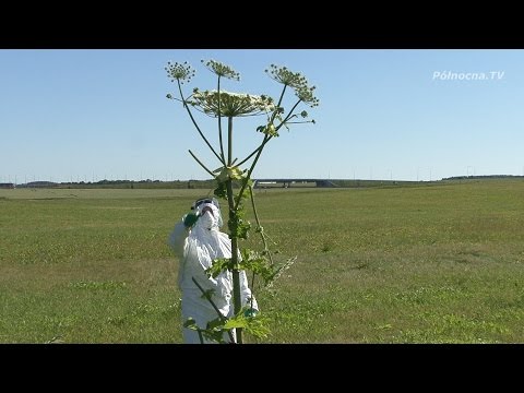 Wideo: Wojna Z Barszczem: Jak Pozbyć Się Niebezpiecznej Rośliny