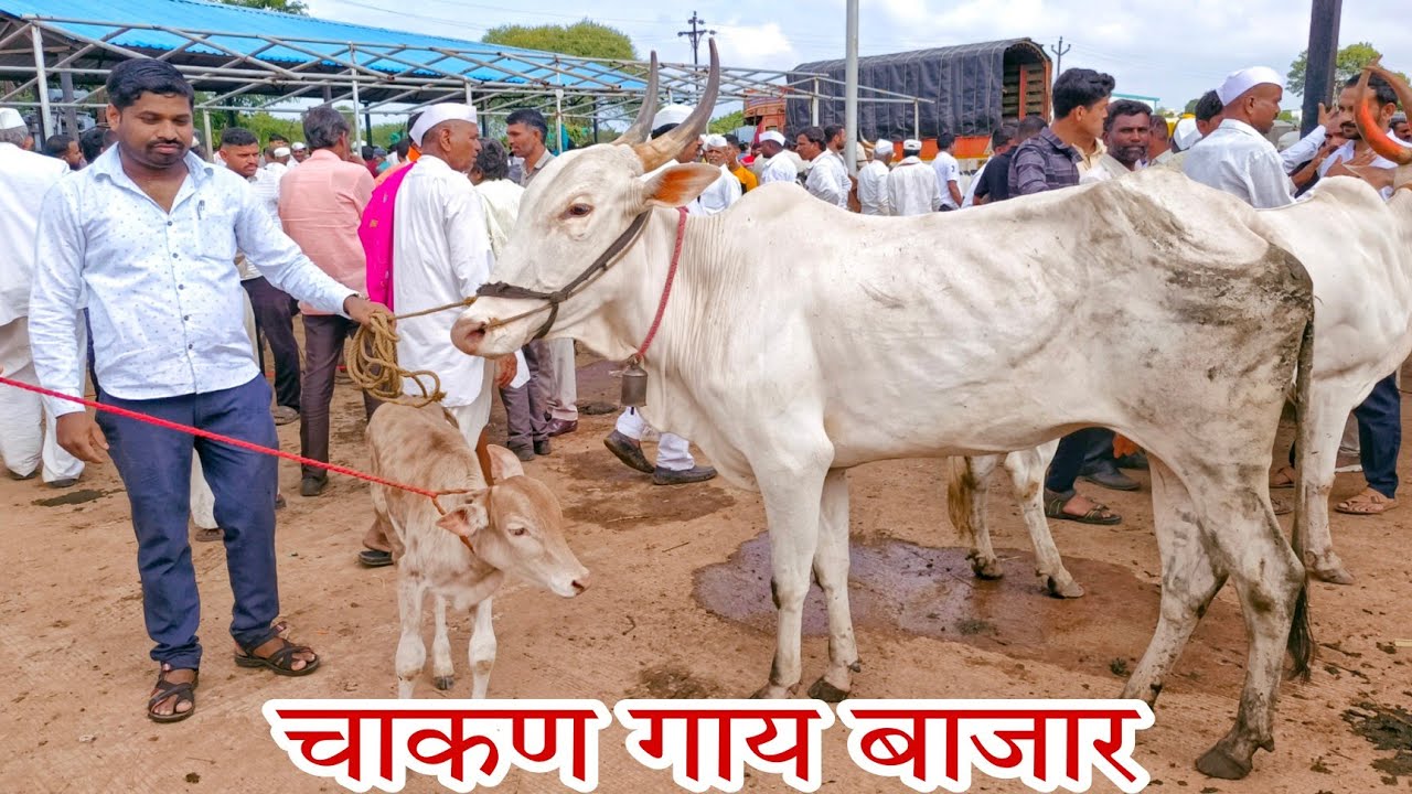 चाकण गाय बाजार.. देशी खिल्लार गाई आणि HF गायांचा बाजार..दि-३०/७/२०२२