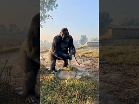 Gorilla Ne Null Ukhara Mushii Army