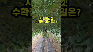 샤인머스켓 수확 전 순정리 끝없는 반복! / Endless Pre-Harvest Loop #샤인머스켓 #ShineMuscat #포도농사#청년농부 #경북농부 #농장브이로그 #농사일상