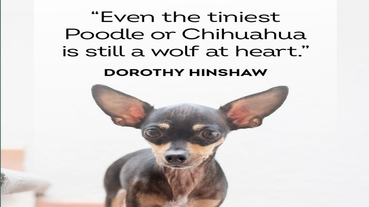 Angry Dogs Compilation 🤣 Funny Angry Pets Videos of Tiktok 2021😲🐶