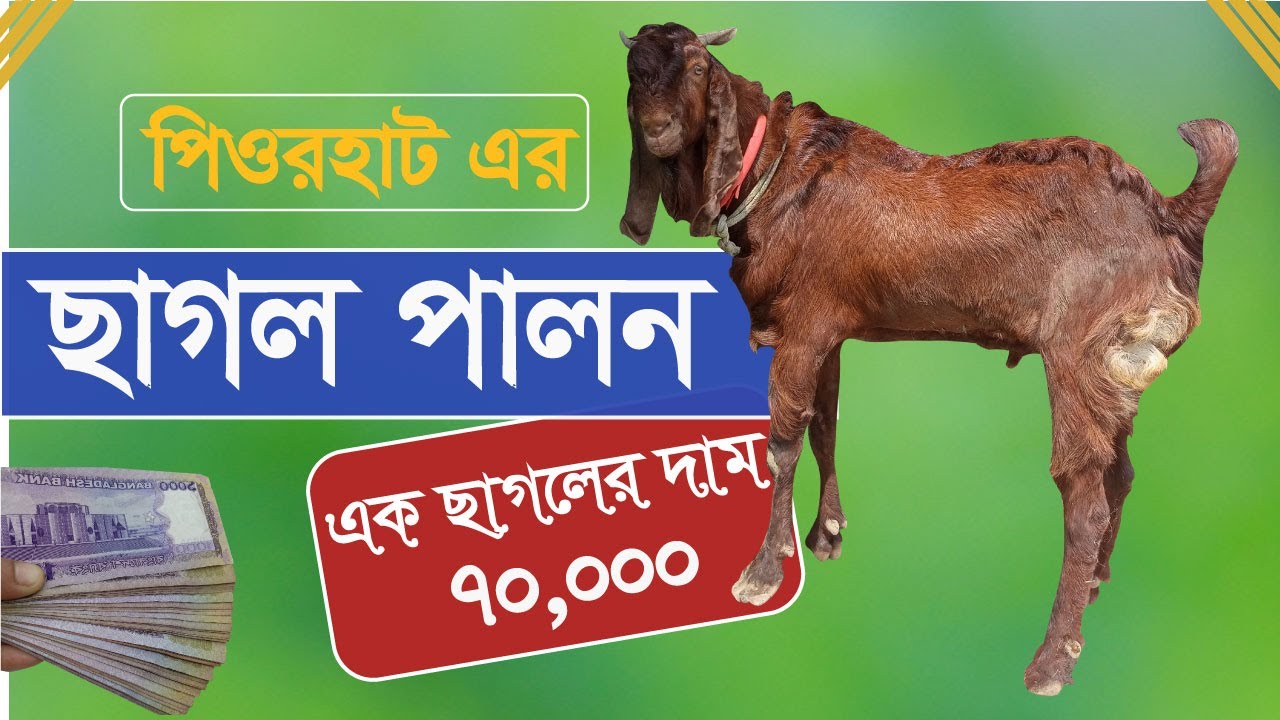 পিওরহাট এর ছাগল পালন || PureHutt ||
