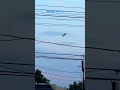 The awesome soaring of a Great Barr Owl . #shorts #viral #nature #owl