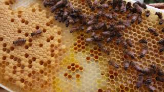 Beehives brought to Stevens Point by sisters Joy Berg and Wendy Dolan