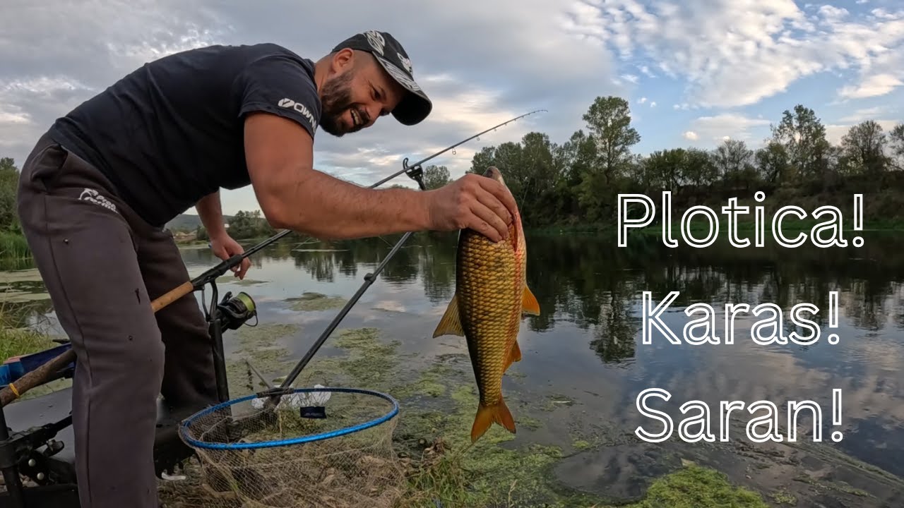FEEDER PECANjE: RIBA ZA RIBOM –  PLOTICE, KARAŠI i ŠARAN!