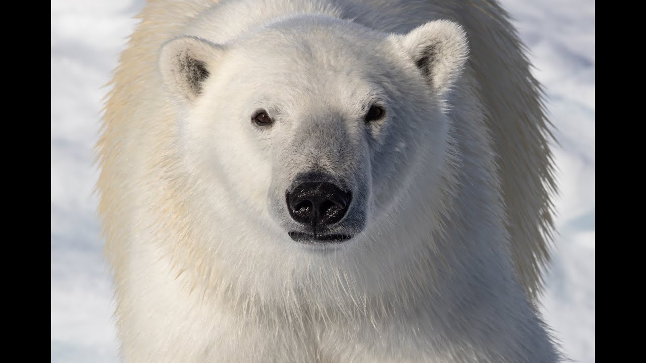 The Arctic experience