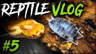 Reptile Vlog #5.