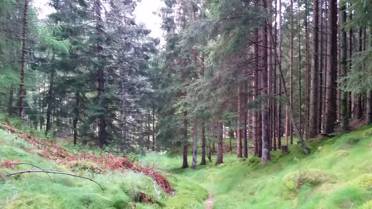 A Moment in the Craigvinean Forest