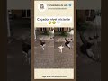 Os pulinhos mais fofos que você vai ver hoje #shorts #shortscat #viral #cat #cute