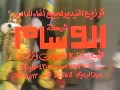 مقديمة مسرحية فلونة والشناكل مقديمة مسرحية فلونة والشناكل