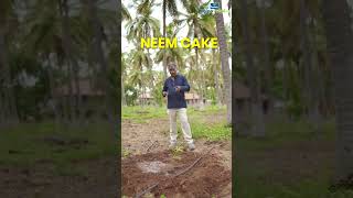 Nutrient management in young avocado trees